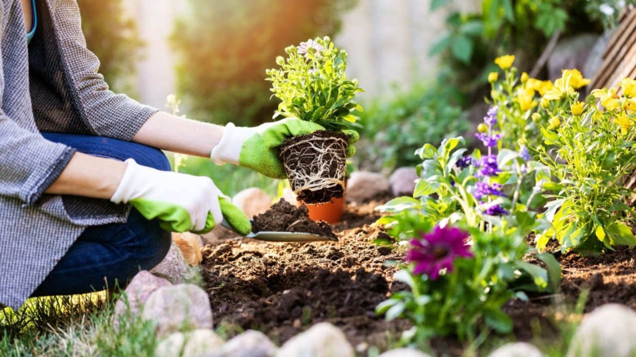 A Beginner's Guide to Planting Garden Plants