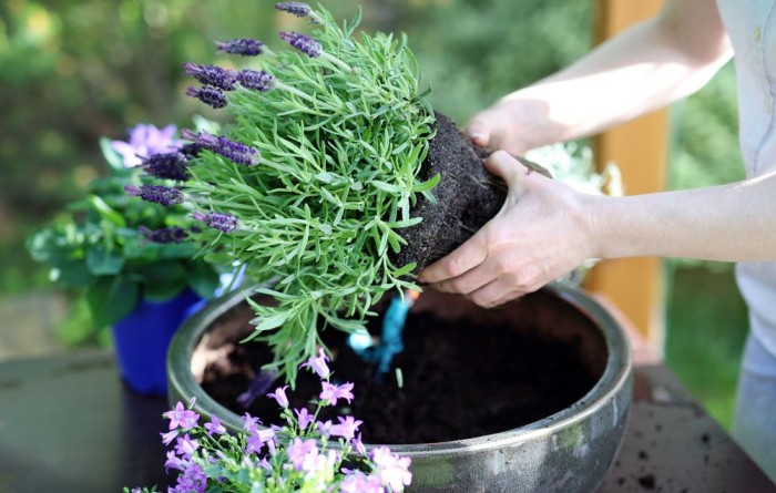 The Ultimate Guide To Planting And Maintaining A Flower Pot