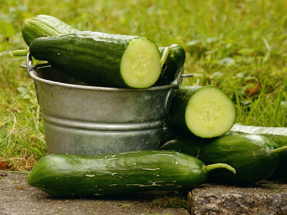Best expert advice on growing cucumbers