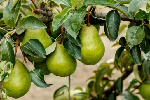 A Guide to Growing Flowering Pear Trees
