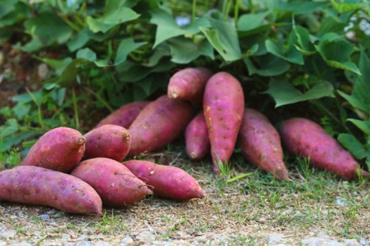 Harvesting Sweet Potatoes: A Step-by-step Guide