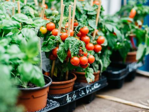 The Easiest Vegetables To Grow In Pots Or Containers