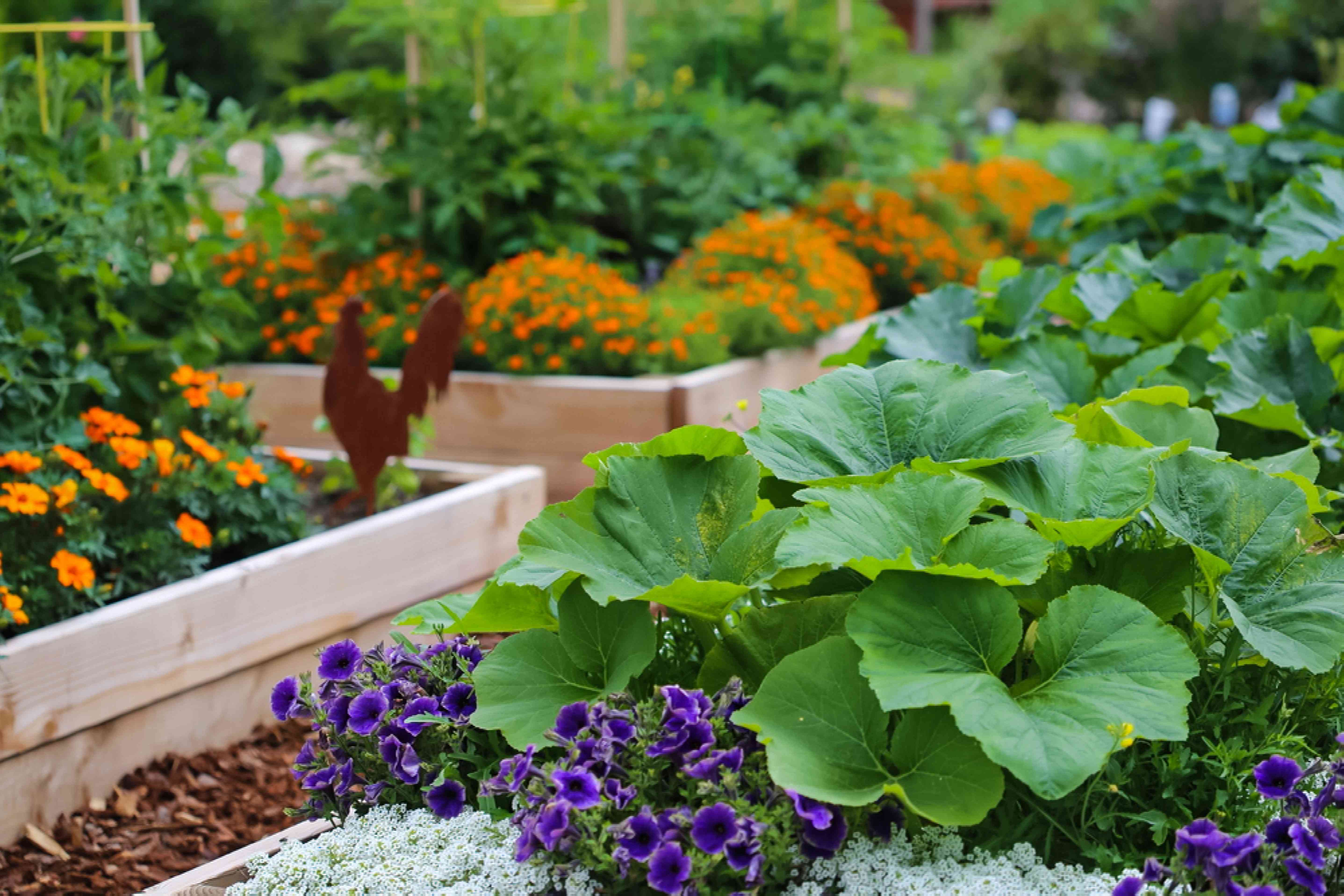 The Impact Of Vegetable Design On Your Garden