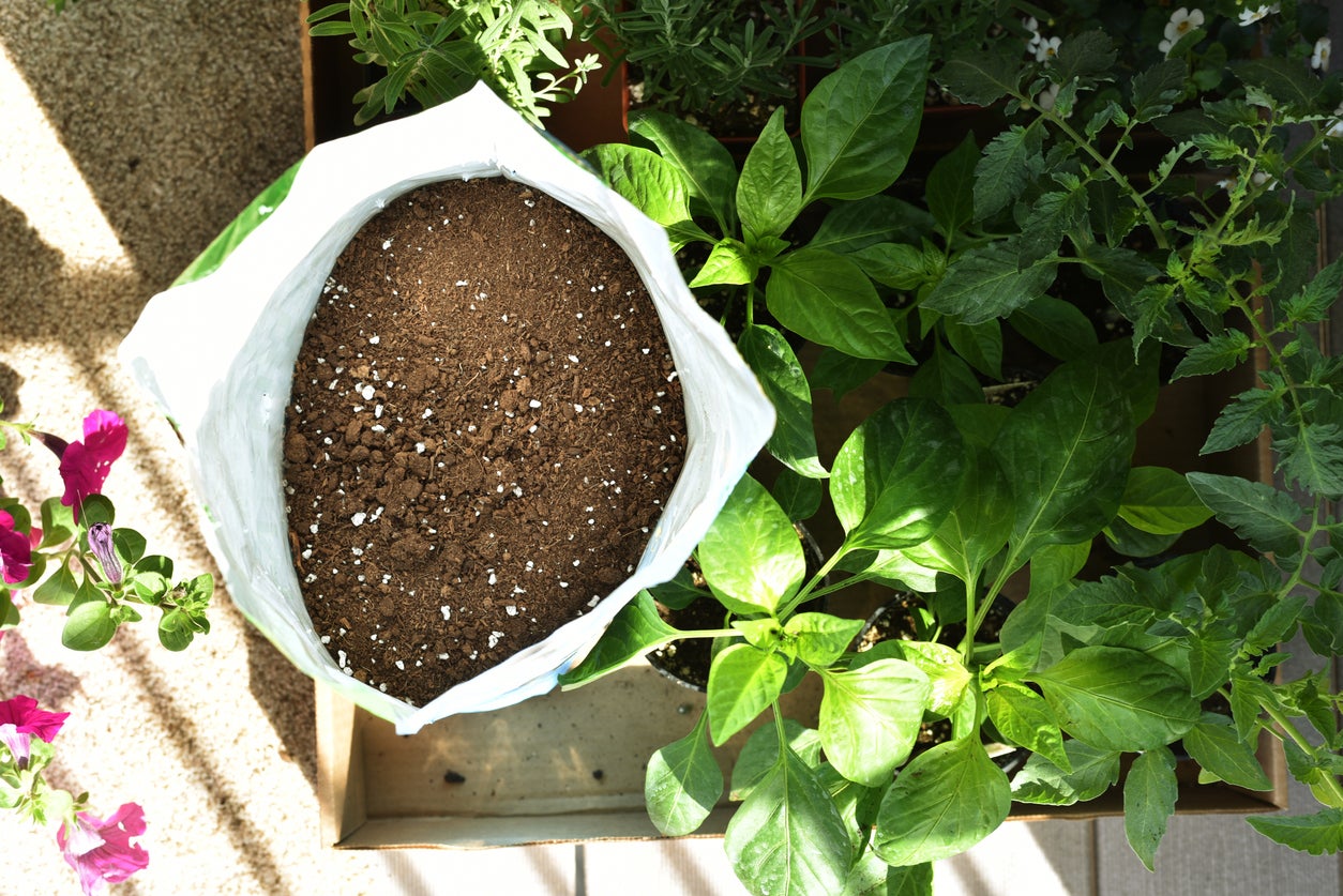 Best Soil For Indoor Plants: A Comprehensive Guide