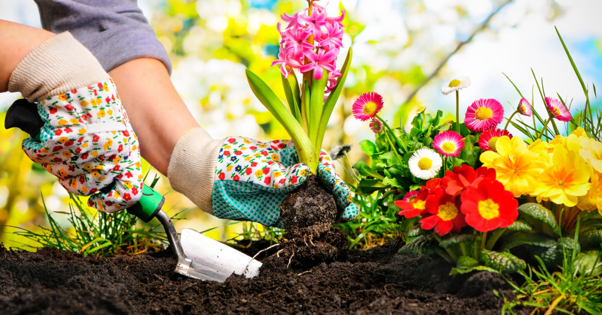 A Beginner's Guide to Planting a Garden