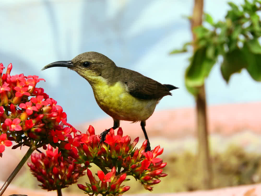 A Guide to Planting and Caring for Hummingbirds