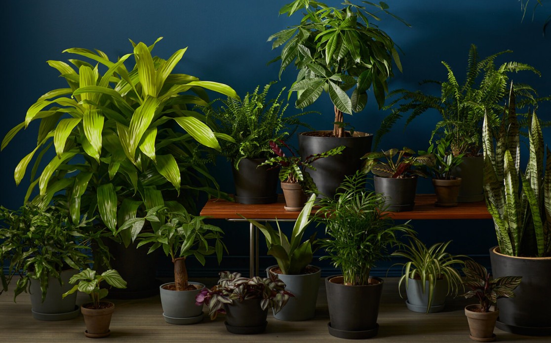 The Best indoor Plants for low light :A Comprehensive Guide
