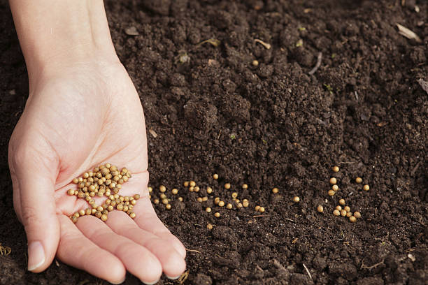 Vegetable Seeds Organic: A Step-by-Step Guide