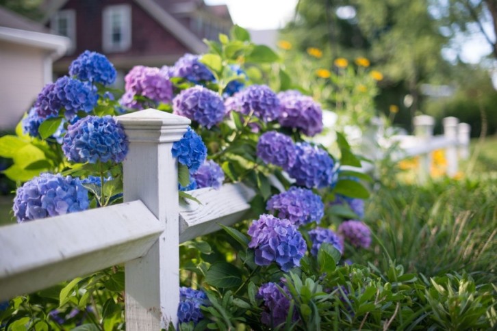 Small Flowering Shrubs: A Beginner's Guide