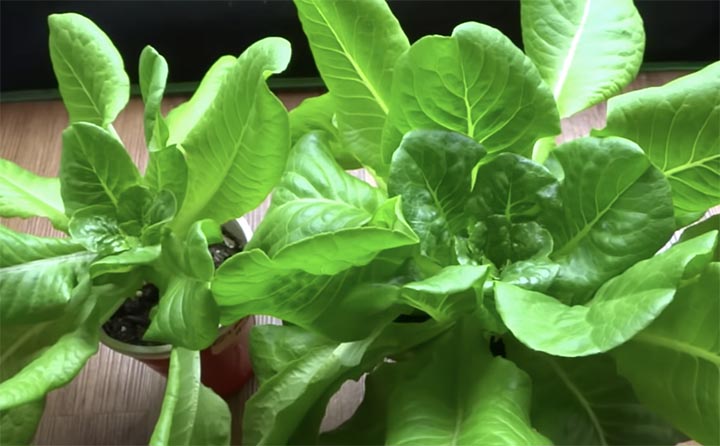 A Guide to Growing Lettuce Indoors