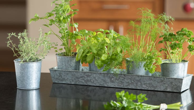 The Best Herbs to Grow Indoors: A Comprehensive Guide