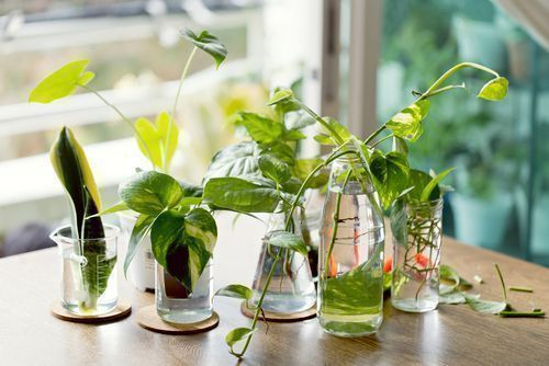 A Beginner's Guide to Growing Indoor Water Plant