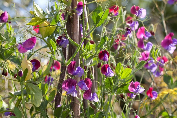 The Art Of Growing Sweet Peas In Pots: A Guide